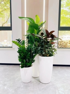 宁波江北植物租摆哪家出色？看这篇就知道